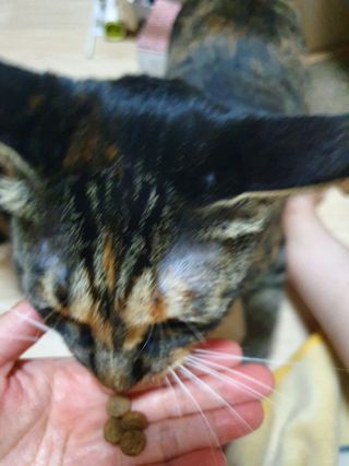 먹방슈트리아님이 올린 리뷰 사진 4