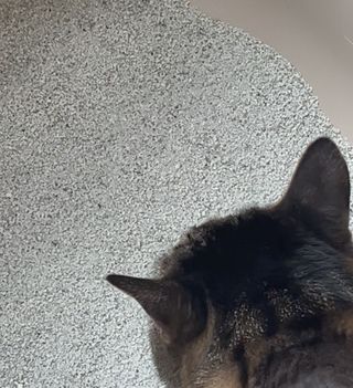 다니당근님이 올린 리뷰 사진 4