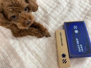 베이컨박스 [BACON] 고아웃클럽 이지그립 리드줄, 목줄 세트-BLUE — 3점을 준 리뷰어가 2021년 7월 올린 사용 사진