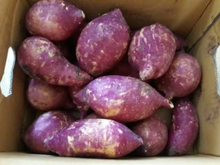 해뜨온 거산 노랑밤고구마 (3,4,5,10 kg) 한입 — 3점을 준 리뷰어가 2021년 10월 올린 사용 사진