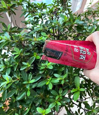 광동생활건강 [광동]진하고 깊은 풍미, 광동 보감쌍화진액 100mL * 18포 — 5점을 준 리뷰어가 2024년 7월 올린 사용 사진