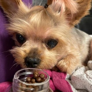 펫21 그로그로 5종 강아지 고양이 반려동물 한방 영양제 — 5점을 준 리뷰어가 2021년 11월 올린 사용 사진