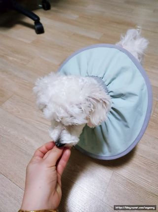 프롬씨 미네랄 소고기트릿 / 미네랄 치킨트릿 / 미네랄 북어트릿 (3가지 상품 중 랜덤 1가지 상품 랜덤 발송) — 5점을 준 리뷰어가 2022년 11월 올린 사용 사진