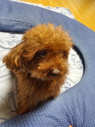마리앤루이펫샴푸 [mari and louie pet shampoo] — 5점을 준 리뷰어가 2021년 6월 올린 사용 사진