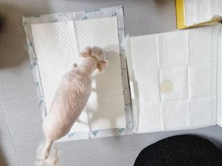 아베크 펫 와이드 프리미엄 중형 애견 강아지 배변 패드 54매 1팩 45g — 5점을 준 리뷰어가 2021년 7월 올린 사용 사진