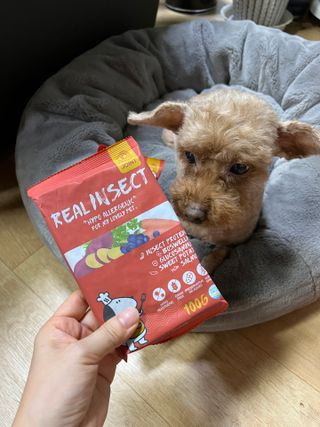[푸디웜] 라포그  리얼인섹트 관절 저알러지 강아지 사료  1.2KG — 5점을 준 리뷰어가 2022년 8월 올린 사용 사진