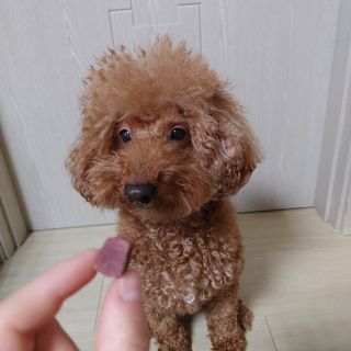 My Pet Care 천연단백질 눈건강에 개좋아 — 5점을 준 리뷰어가 2021년 1월 올린 사용 사진
