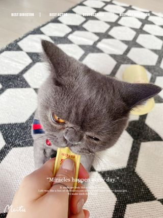 페페로니 잘 먹는 캣츄 - 무항생제 닭고기 24개입 — 5점을 준 리뷰어가 2021년 7월 올린 사용 사진