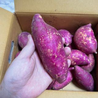 해뜨온 거산 노랑밤고구마 (3,4,5,10 kg) 한입 — 4점을 준 리뷰어가 2021년 10월 올린 사용 사진