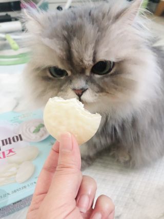 롯데제과 찰떡파이 크림치즈 — 4.5점을 준 리뷰어가 2021년 5월 올린 사용 사진