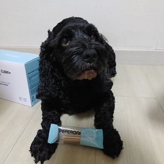페페로니 클린플러스 덴탈치킨껌 10g x 14p — 5점을 준 리뷰어가 2021년 7월 올린 사용 사진