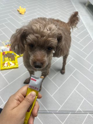 [레모나] 강아지 레모나 강아직 영양 간식 4종 택 1 — 5점을 준 리뷰어가 2023년 12월 올린 사용 사진