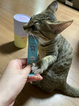 페페로니 잘 먹는 캣츄 - 무항생제 닭고기 12개 + 원양선 참치 12개 — 5점을 준 리뷰어가 2021년 8월 올린 사용 사진
