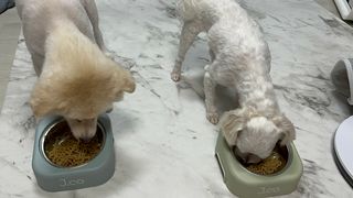 안심댕면 강아지라면 5봉지+쓰담쓰담 종합영양제 2스틱 샘플 증정 — 5점을 준 리뷰어가 2022년 8월 올린 사용 사진