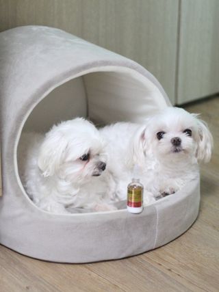 무지조타 반려동물용 꽃으로만든영양제 헬리코디펜스 15ml — 5점을 준 리뷰어가 2021년 8월 올린 사용 사진