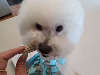 페페로니 클린플러스 덴탈치킨껌 10g x 14p — 5점을 준 리뷰어가 2021년 7월 올린 사용 사진