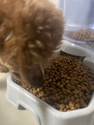 푸들님이 올린 리뷰 사진 3
