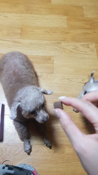 My Pet Care 천연단백질 관절건강에 개좋아 — 5점을 준 리뷰어가 2021년 1월 올린 사용 사진