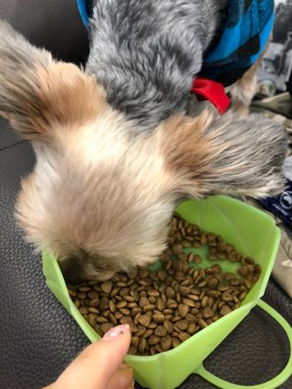 [푸디웜] 라포그 리얼인섹트 소프트키블 스킨 1KG — 5점을 준 리뷰어가 2022년 9월 올린 사용 사진