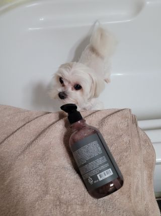 마리앤루이펫샴푸 [mari and louie pet shampoo] — 4점을 준 리뷰어가 2021년 7월 올린 사용 사진