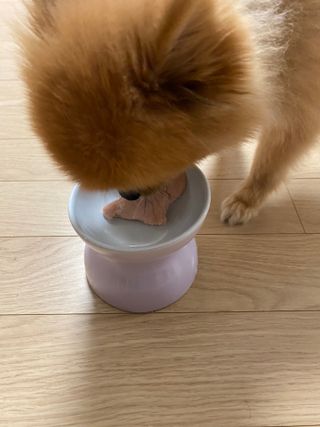 도그퓨어 푸드닭 강아지 닭고기 통살 애견간식 오리지널/차전자피/초록입홍합 — 5점을 준 리뷰어가 2021년 10월 올린 사용 사진