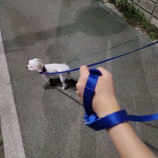 베이컨박스 [BACON] 고아웃클럽 이지그립 리드줄, 목줄 세트-BLUE — 4.5점을 준 리뷰어가 2021년 7월 올린 사용 사진