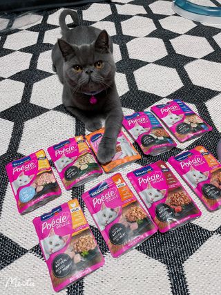 비타크래프트 포에시 델리스 고양이 파우치 85g 9가지맛 1팩씩 — 5점을 준 리뷰어가 2021년 8월 올린 사용 사진
