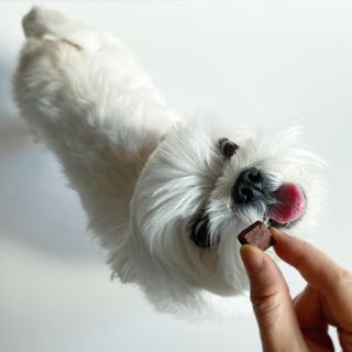 My Pet Care 천연단백질 눈건강에 개좋아 — 5점을 준 리뷰어가 2021년 2월 올린 사용 사진