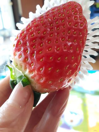 옳음 딸기 논산 설향 딸기 900g 산지직송 — 5점을 준 리뷰어가 2021년 1월 올린 사용 사진