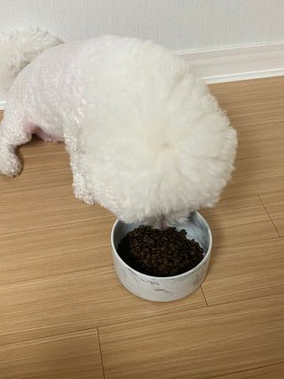 [푸디웜] 라포그  리얼인섹트 웨이트밸런스 저알러지 강아지 사료  1.2KG — 5점을 준 리뷰어가 2022년 7월 올린 사용 사진
