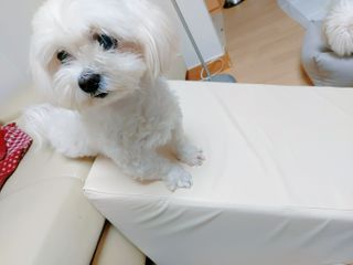 펫시랩 반려견용 액상 프리바이오틱스 아쿠아펫 — 5점을 준 리뷰어가 2021년 1월 올린 사용 사진