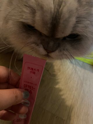 페페로니 잘 먹는 캣츄 - 무항생제 닭고기 12개 + 알래스카 연어 12개 — 5점을 준 리뷰어가 2021년 8월 올린 사용 사진