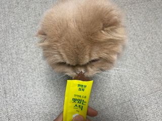 페페로니 맛있는 스틱 - 무항생제 닭고기 15개 + 원양선 참치 15개 — 5점을 준 리뷰어가 2021년 10월 올린 사용 사진