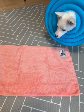 코코몰리 보들보들 초극세사 프리미엄 펫전용 타올 — 3점을 준 리뷰어가 2021년 1월 올린 사용 사진