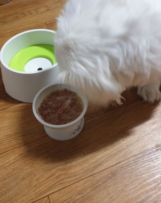 비타크래프트 조에시 하트캔 85g 강아지 습식캔 10캔 — 5점을 준 리뷰어가 2021년 10월 올린 사용 사진