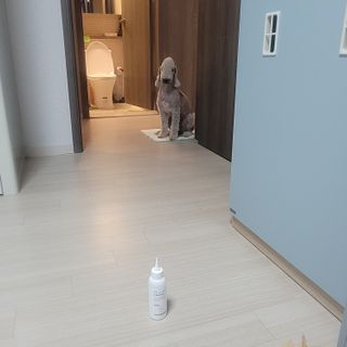 [댕모어 클리너 3종] 아이클리너 / 이어클리너 / 덴탈클리너 3종 세트 (120ml) — 4점을 준 리뷰어가 2023년 9월 올린 사용 사진