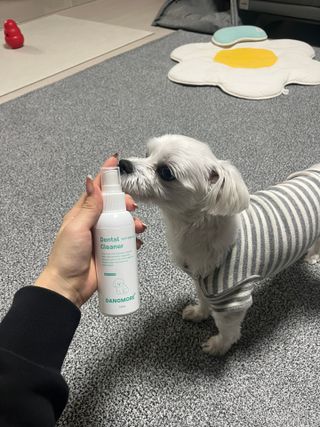 [댕모어 클리너 3종] 아이클리너 / 이어클리너 / 덴탈클리너 3종 세트 (120ml) — 5점을 준 리뷰어가 2023년 11월 올린 사용 사진
