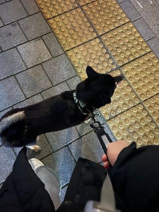 베이컨박스 [BACON] 고아웃클럽 산책 안전벨트 리뉴얼 - 중,대형견용 — 5점을 준 리뷰어가 2021년 12월 올린 사용 사진