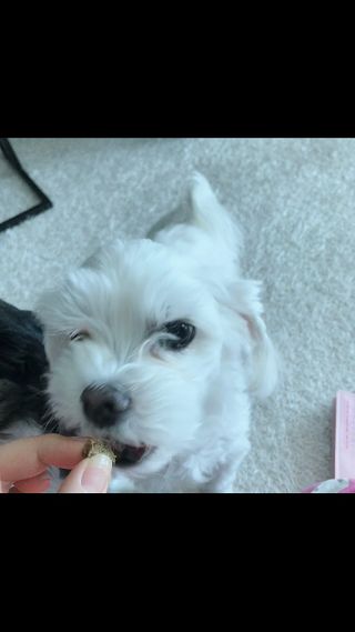 My Pet Care 천연단백질 관절건강에 개좋아 — 5점을 준 리뷰어가 2021년 1월 올린 사용 사진