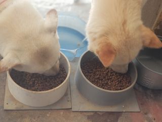 비타크래프트 조에시 하트캔 85g 강아지 습식캔 10캔 — 5점을 준 리뷰어가 2021년 7월 올린 사용 사진