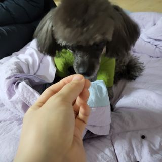 펫21 그로그로 5종 강아지 고양이 반려동물 한방 영양제 — 3점을 준 리뷰어가 2021년 12월 올린 사용 사진