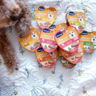 비타크래프트 조에시 하트캔 85g 강아지 습식캔 10캔 — 5점을 준 리뷰어가 2021년 7월 올린 사용 사진