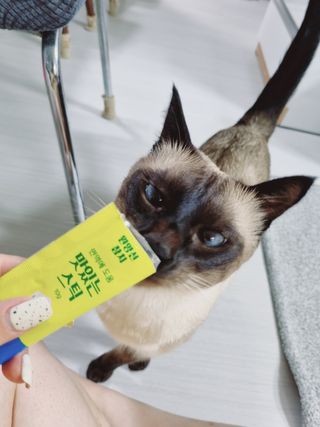 페페로니 맛있는 스틱 - 무항생제 닭고기 15개 + 원양선 참치 15개 — 5점을 준 리뷰어가 2021년 10월 올린 사용 사진