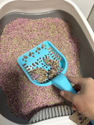 브라우니모래 [브라우니] 고양이 카사바모래 브라우니 천연 응고형 모래  6Lx2개 — 5점을 준 리뷰어가 2023년 11월 올린 사용 사진