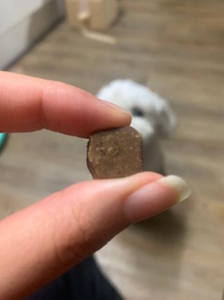 My Pet Care 천연단백질 관절건강에 개좋아 — 5점을 준 리뷰어가 2021년 1월 올린 사용 사진