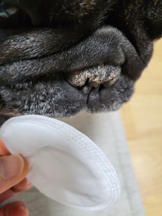 whol 키토클린 200ml - 항균항바이러스 강아지 눈 코 입 귀 세정탈취 고양이 턱드름제거 무향 워터리스 대용량 — 5점을 준 리뷰어가 2023년 2월 올린 사용 사진