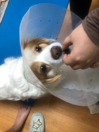My Pet Care 천연단백질 눈건강에 개좋아 — 5점을 준 리뷰어가 2021년 1월 올린 사용 사진