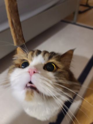My Pet Care 천연단백질 치아건강에 개좋아 — 5점을 준 리뷰어가 2020년 12월 올린 사용 사진