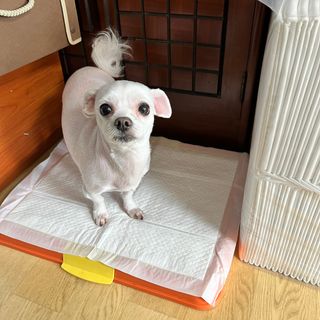 뽀히님이 올린 리뷰 사진 1
