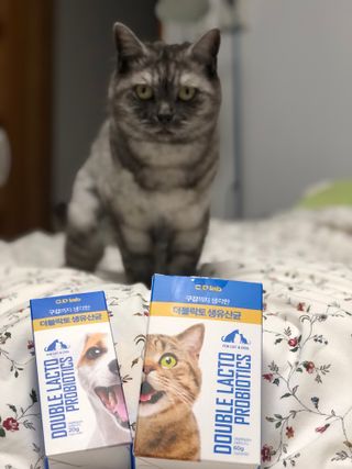 씨디랩 구강에서 장까지 한 번에 관리하는 더블락토 강아지 고양이 유산균 — 4.5점을 준 리뷰어가 2021년 6월 올린 사용 사진